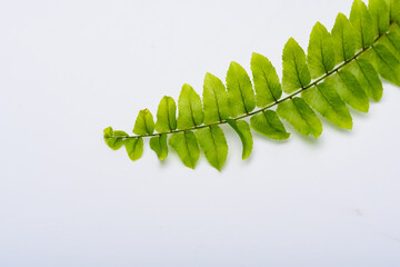 Piękna zielona gałązka pełna listków paprotki 