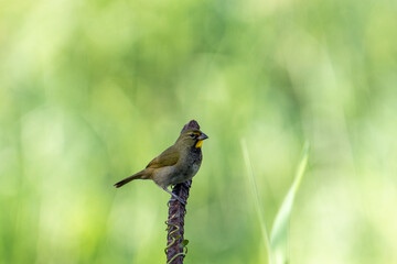 Yellow-faced grassquit perched in a grassland