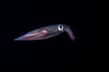 Squid swimming in a dark ocean