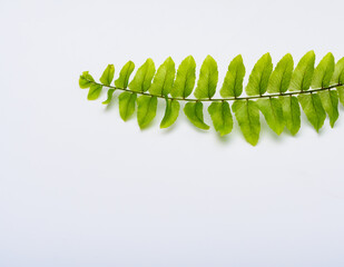 Gałązka z drobnymi, zielonymi listkami - paprotka na jasnym tle