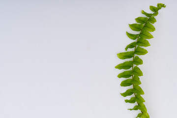 Gałązka paproci z delikatnymi zielonymi listkami