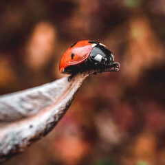 Ladybug I