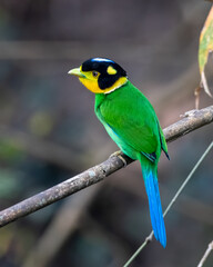 Long-tailed broadbill or Psarisomus dalhousiae observed in Rongtong in India
