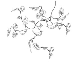 Obraz premium Coloring tropical liana vine plant. Epipremnum clip art, creeper, flower. Home plant singonium.