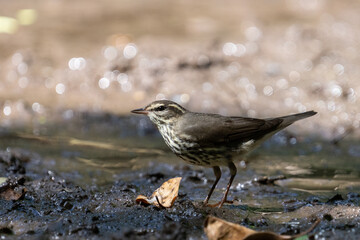 Northern waterthrush in a muddy marsh 