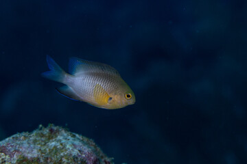 Bicolor damselfish swimming on reef
