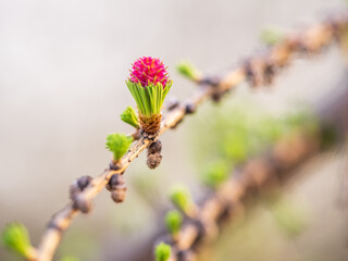 Larch tree fresh pink cones blossom at spring on nature background