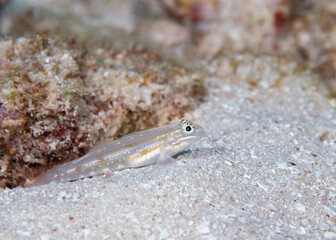 Sand-canyon goby on ocean floor