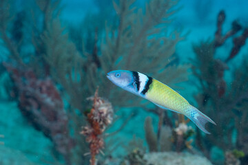Fototapeta na wymiar Bluehead wrasse on coral reef