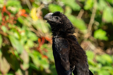 Smooth-billed ani portrait closeup