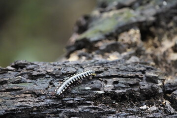 Millipedes (Diplopoda) are a class of the subphylum Myriapoda, commonly known as embuá. Park of Cocó, Fortaleza - Ceará, Brazil.