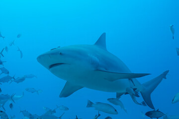 Bull shark