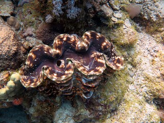 Red sea colorful giant clam shells