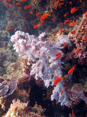 Fototapeta na wymiar Underwater soft coral reef