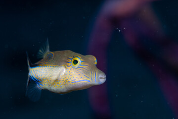 Sharpnose puffer swimming in the reef
