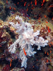 Fototapeta na wymiar Underwater soft coral reef
