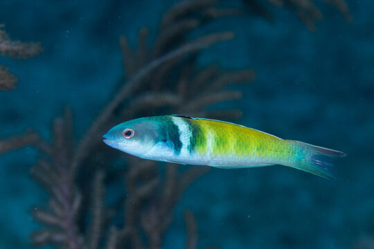 Bluehead wrasse on coral reef
