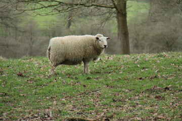 A Mother Ewe Sheep in a Wild Country Grass Field.