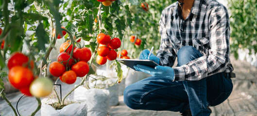 Agriculture uses production control tablets to monitor quality vegetables and tomato at greenhouse. Smart farmer using a technology © Nuttapong punna