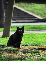 Black fluffy city cat on the street of istanbul. A cat with green eyes sits on a green lawn in a city park. Staircase in the background. No people. Place for text. copy space