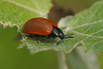 Closeup on the colorful red Poplar leaf beetle, Chrysomela populi, eating from a Populus alba leaf