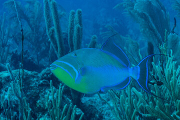 Queen triggerfish swimming over reef