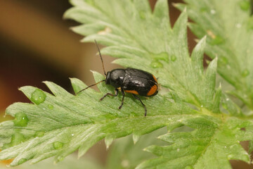 Closeup on the small, distinct and colorful Cryptocephalus moraei beetle sitting on a green leaf