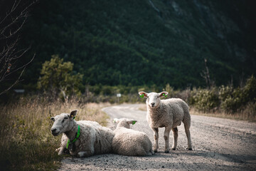 View of white sheep on a sidewalk against a mountain slope covered with greenery