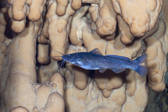 Pale catfish in underwater cave