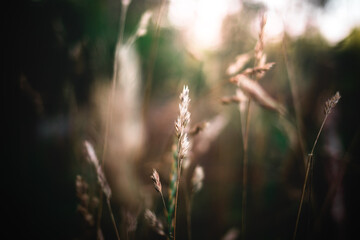 Selective of a weed in a field