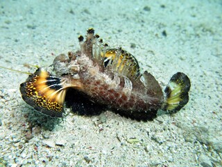 Red Sea Walkman, also known as sea goblin, demon stinger or devil stinger, is a Western Pacific member of the Inimicus genus of venomous fishes, closely related to the true stone fishes.