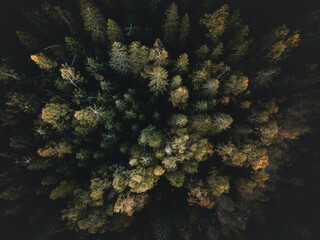 Naklejka na ściany i meble Aerial top view of a dense green forest