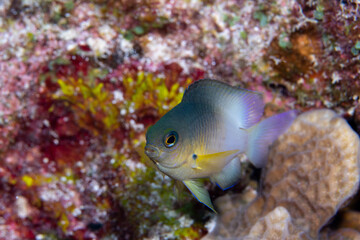 Obraz na płótnie Canvas Bicolor damselfish swimming on reef