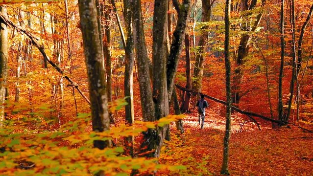 Slow motion of a male with a backpack seen from behind, walking in a beautiful forest in autumn