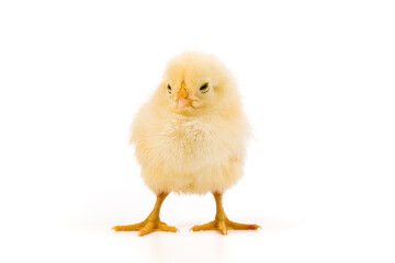 Fototapeta premium one cute little newborn baby chick isolated on white background