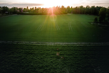 Obraz premium Bright sunset sky shining over a field in Porkkalanniemi, Kirkkonummi, Finland