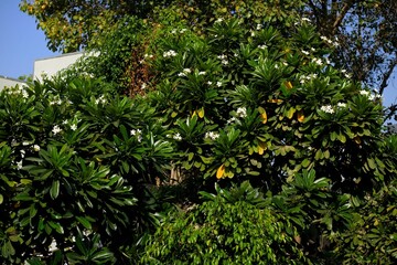 A picturesque view of a beautiful English-style landscape garden, featuring a lush green mowed lawn and vibrant colorful flower beds, creating a stunning display of natural beauty