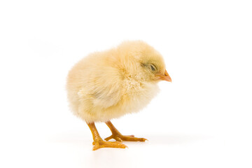 one cute little newborn baby chick sleeping on white background