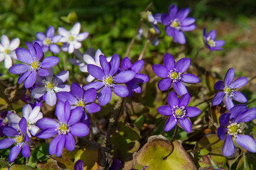 Liverleaf (Hepatica) plant blooming in early spring
