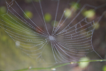 Spiderweb covered with dew in a garden in early spring