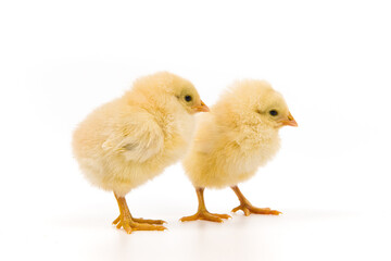 cute little newborn baby chick isolated on white background