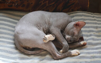 A gray Peterbold cat sleeps on a striped mattress