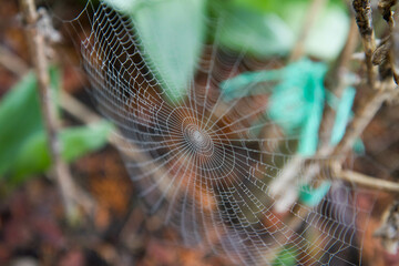 Spiderweb covered with dew in a garden in early spring