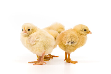 cute little newborn baby chick isolated on white background