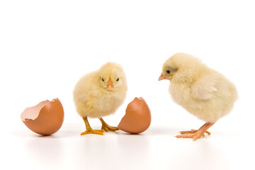 Yellow chick hatching from egg isolated on white background