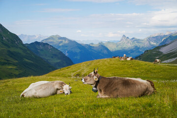 Peaceful Alpine landscape with grazing cows surrounded by green meadows and high mountains in Austria