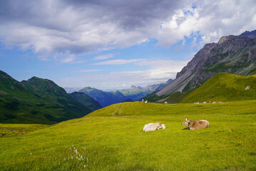 Peaceful Alpine landscape with grazing cows surrounded by green meadows and high mountains in Austria