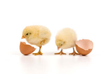 Yellow chick hatching from egg isolated on white background
