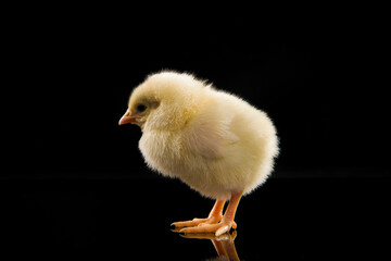 one cute little newborn baby chick on black background