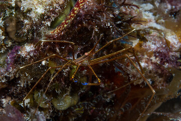 Obraz na płótnie Canvas Yellowline arrow crab on reef